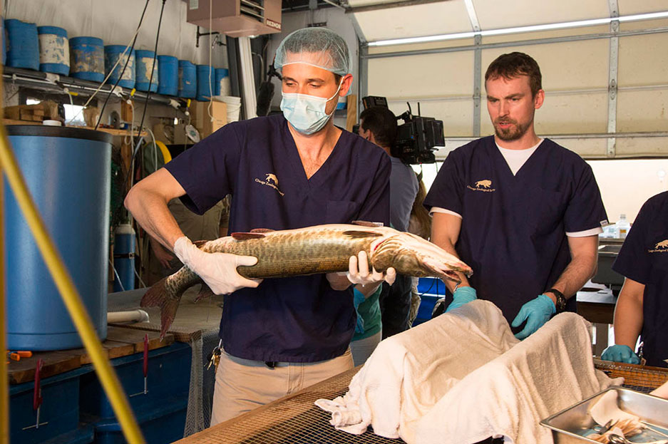 Chicago Zoological Society Performing Surgery on a Fish